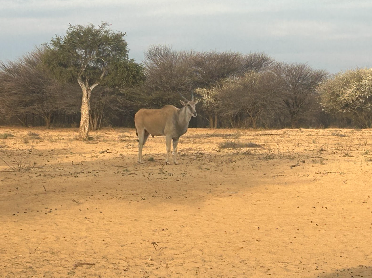 Kudu at the waterhole, seen from the hide
