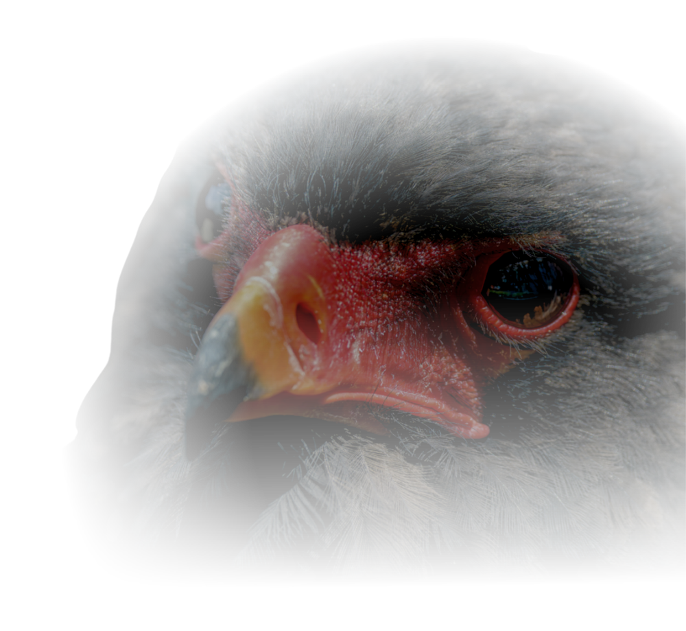 A bateleur eagle with its red face and black plumage