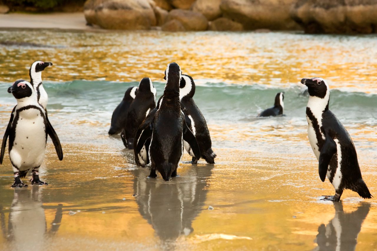 African penguins on a Cape beach