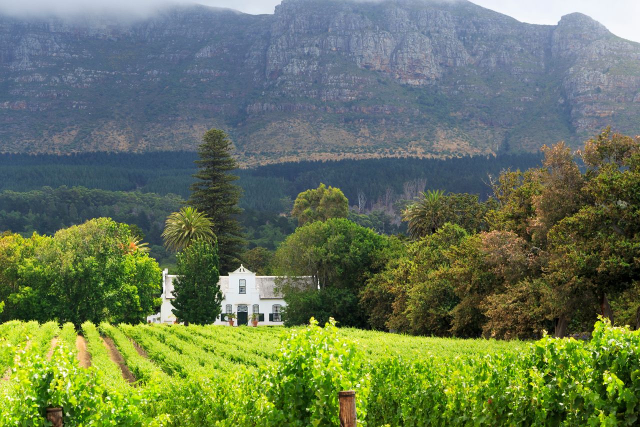 Vineyards in the Cape Winelands