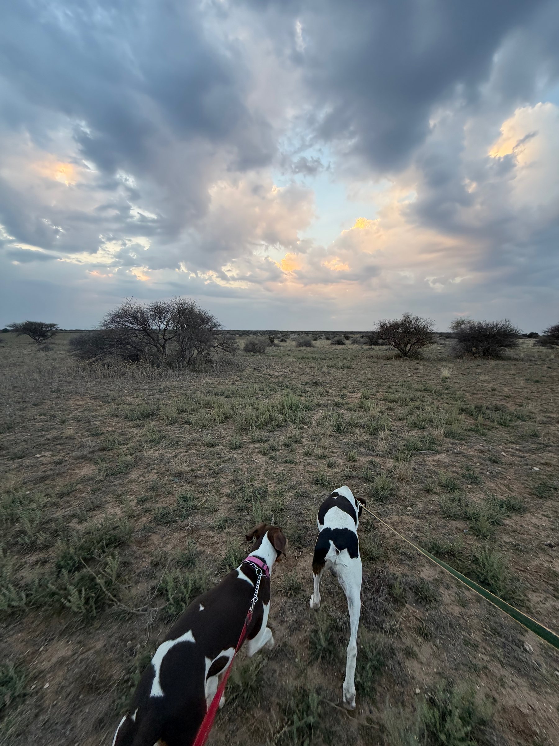 Tracking dogs lead the way across the veld