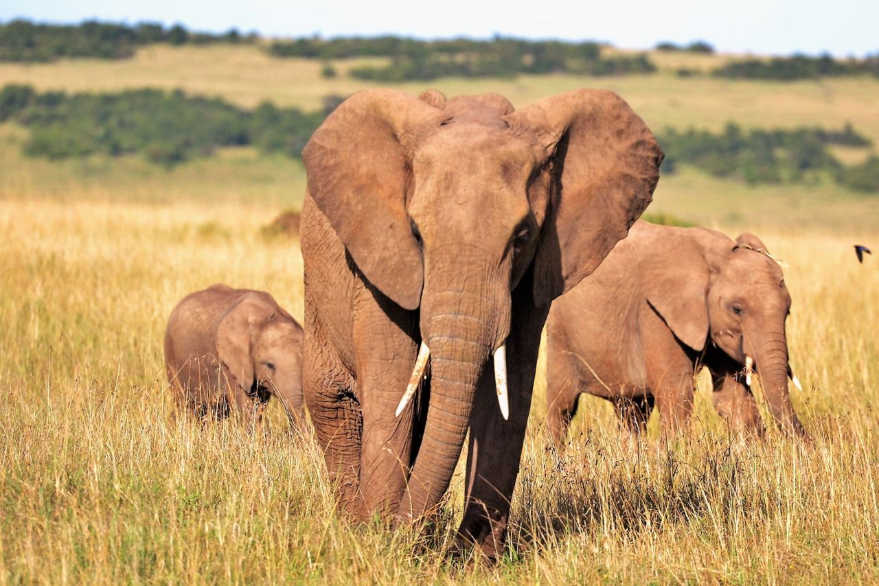 An elephant herd with calves