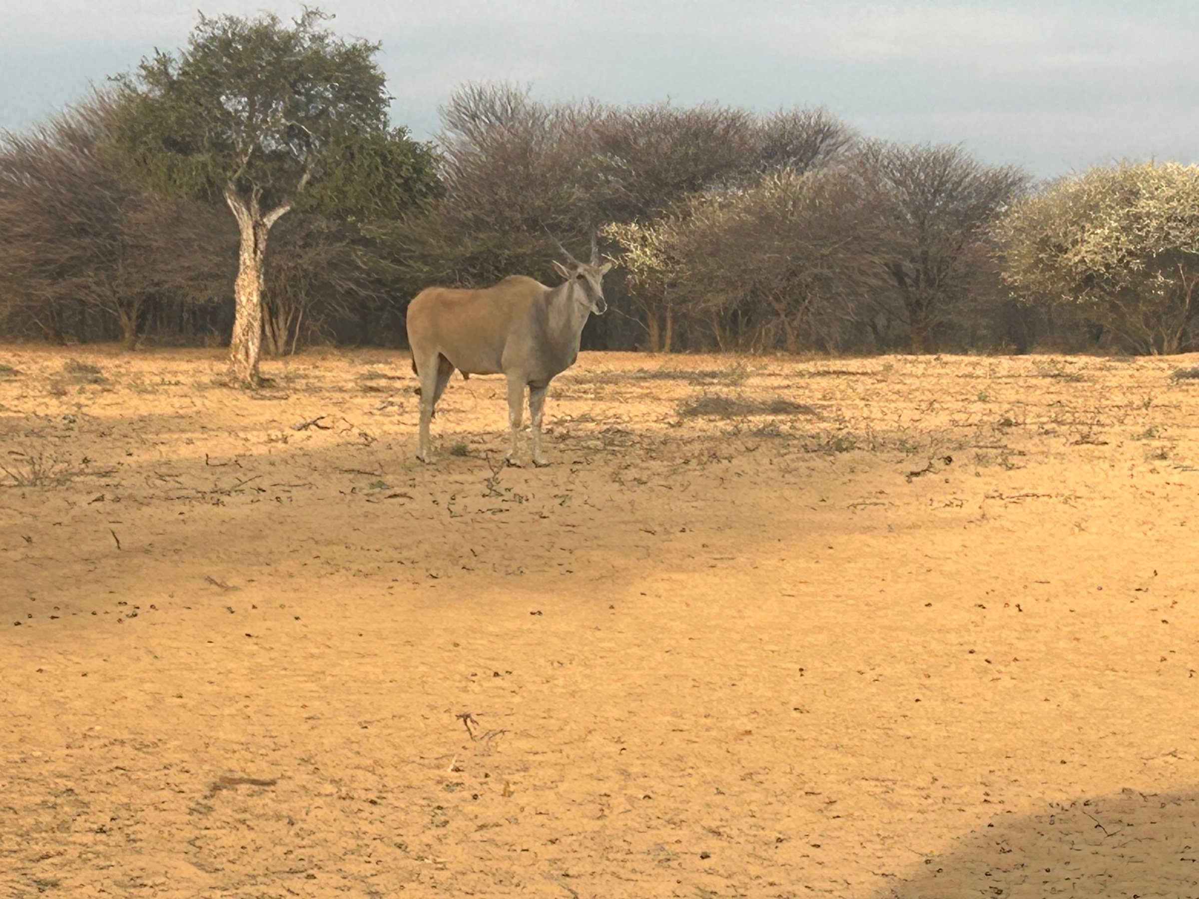 An eland bull at the waterhole