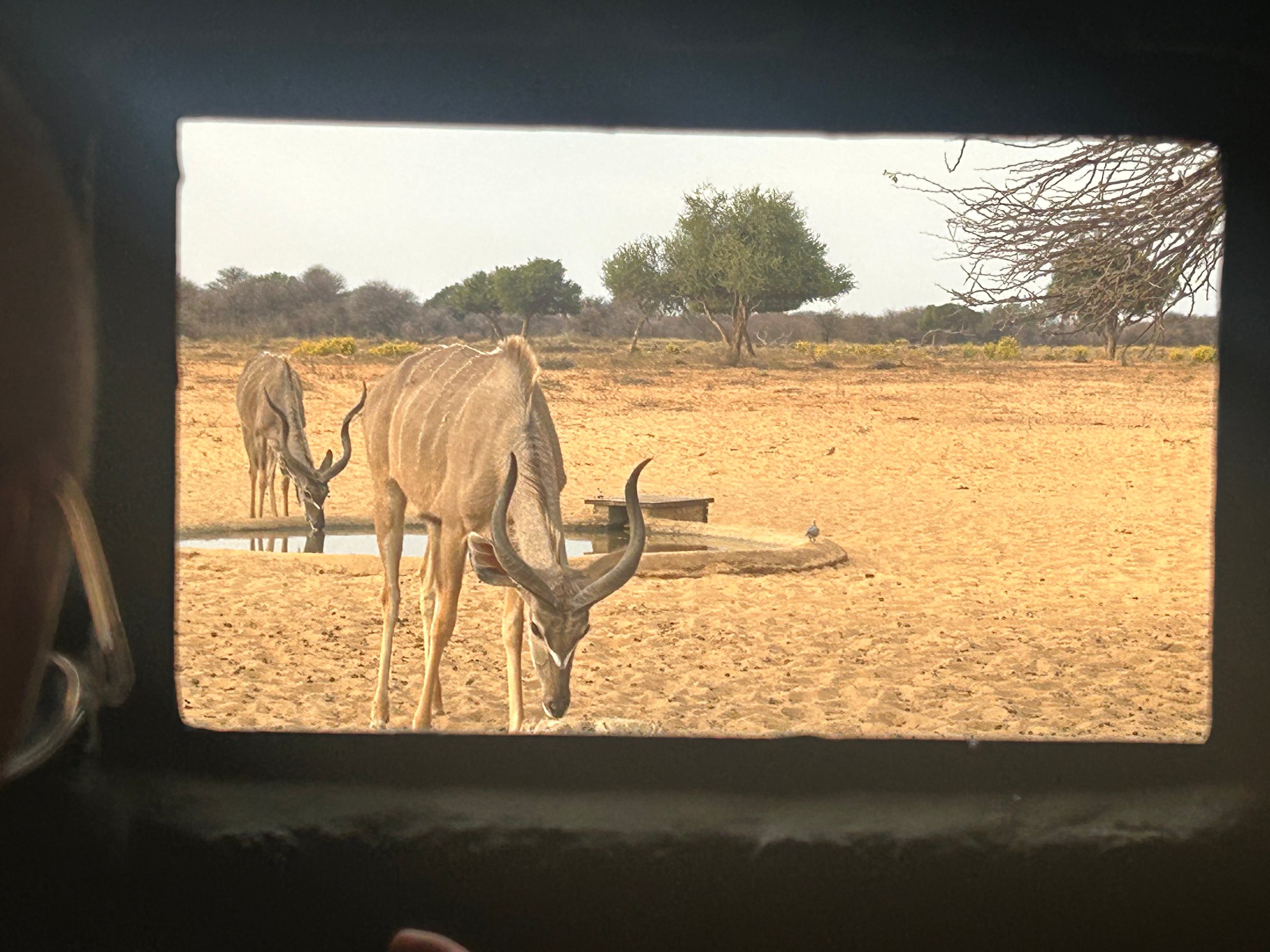 Kudu at the waterhole, seen from the hide