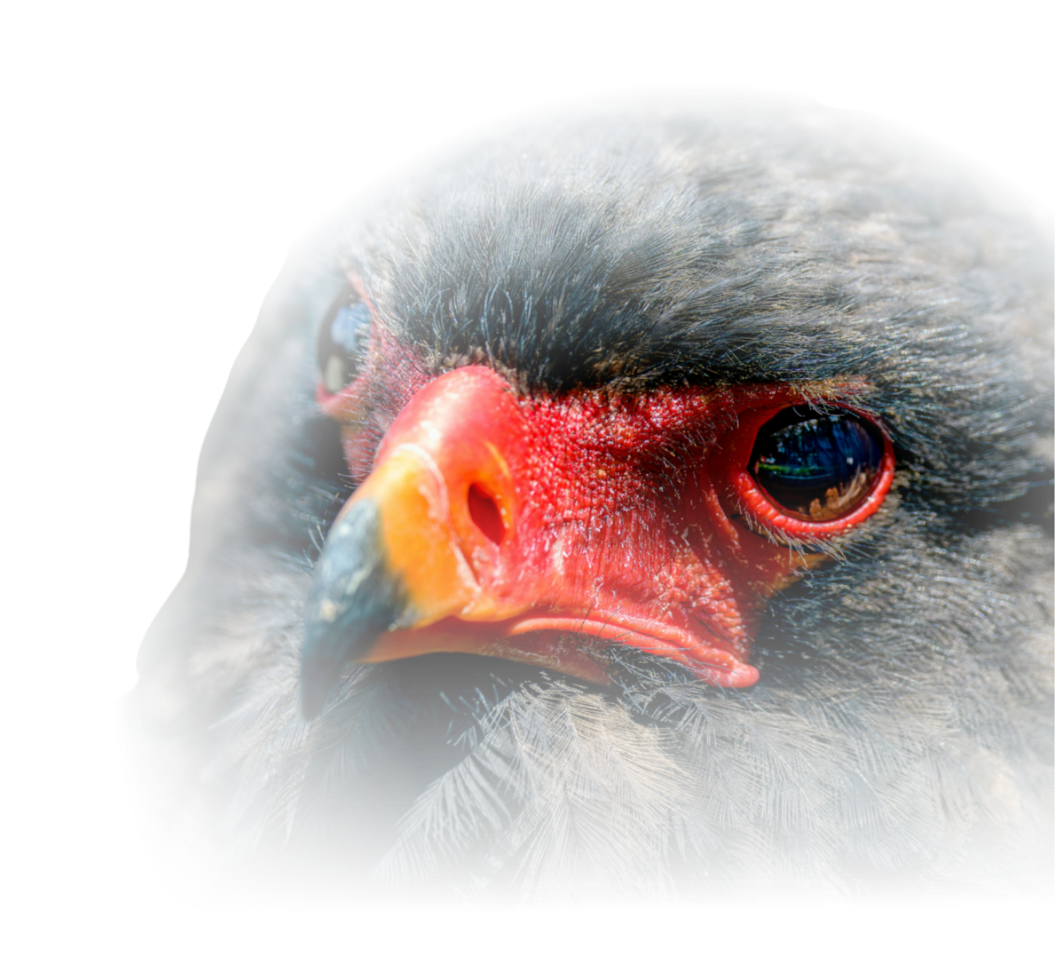 Bateleur mark